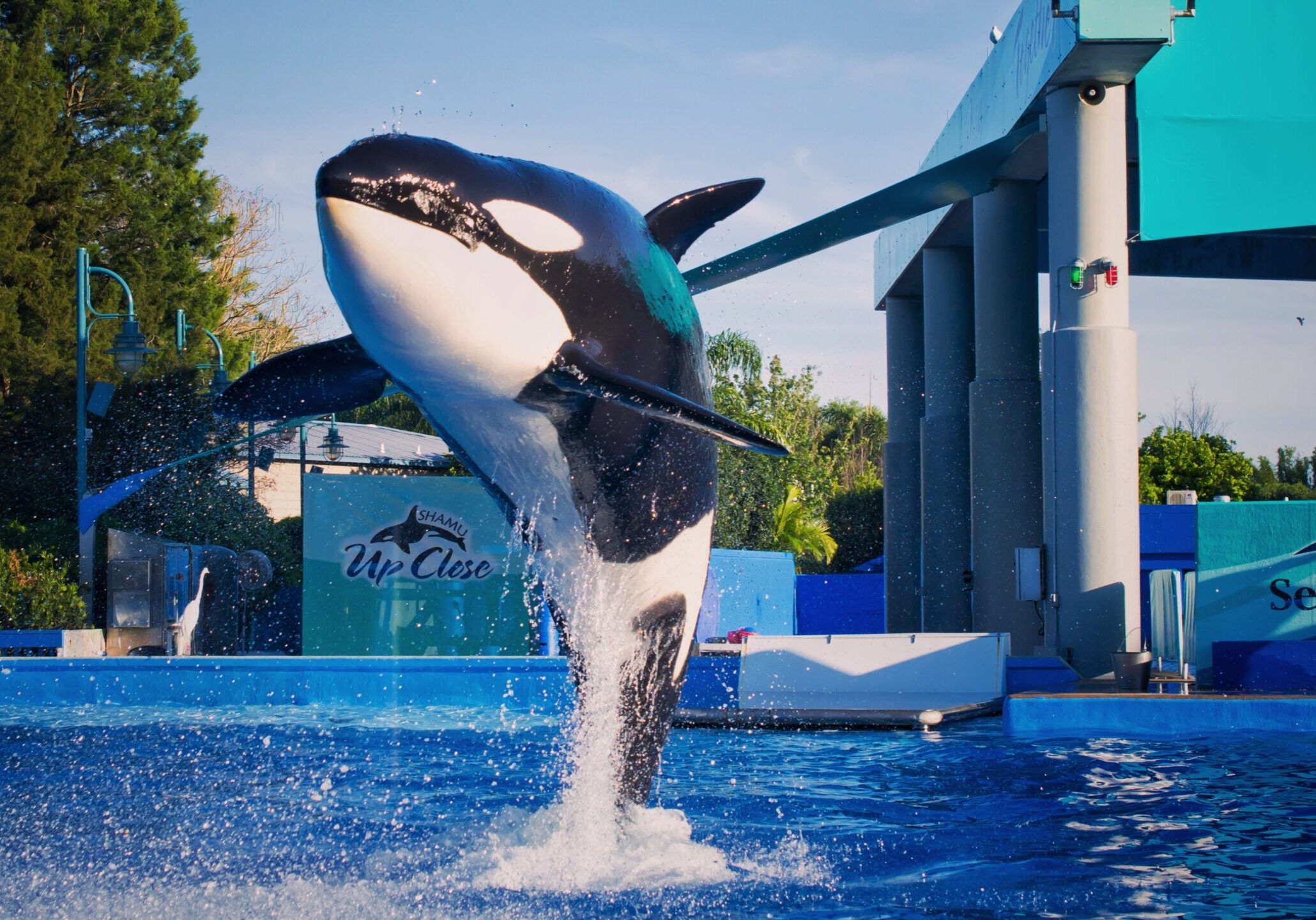 Seaworld, Orlando, Sea, Show, Orca, Killer, Life, Underwater, Whale, World, Animal, Antics, Aqua, Aquarium, Attraction, Blue, Captive, Captivity, Coach, Entertainment, Exhibit, Florida, Friendly, Fun,